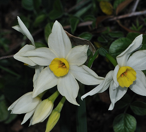 Narcissus papyraceus e N. tazetta